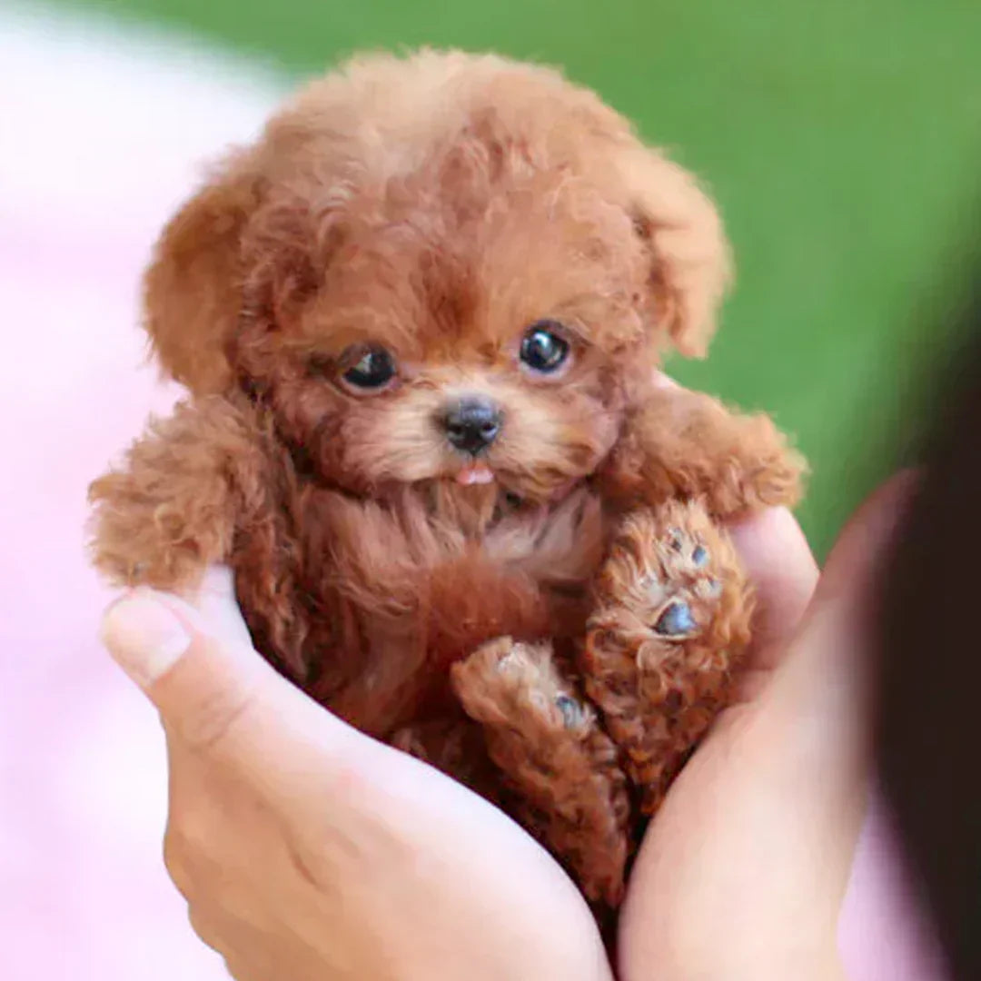 🌭🐶Nicco - My Realistic Robot Puppy